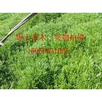 售松果菊、硫磺菊、宿根福綠考