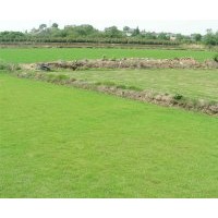 大量銷售草坪：天堂318（百慕大）、天堂419、高羊茅、馬尼拉、沙