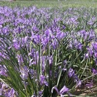 青州天人菊價(jià)格|青州上盆麥冬價(jià)格|山東毛地黃基地