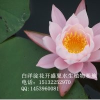 睡蓮——睡蓮苗——價格