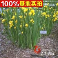 大量供應(yīng)各種宿根花草、德國鳶尾