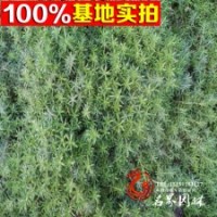 基地直銷金葉佛甲草金葉景天等