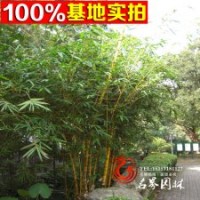 大量供應金絲竹，量大優(yōu)惠
