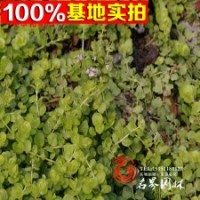 供應(yīng)草花類金葉過(guò)路黃規(guī)格齊全