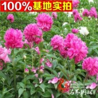 批發(fā)芍藥規(guī)格齊全量大優(yōu)惠價(jià)格從優(yōu)