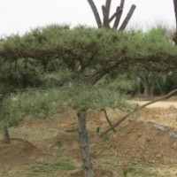 泰山松種植基地、泰山松、聚源園林(圖)