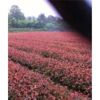 東陽市紅花繼木|好彩苗木品種好|紅花繼木 價格