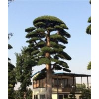 海南造型大羅漢松、造型大羅漢松、羅漢松苗木場(多圖)
