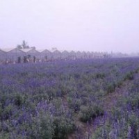濟(jì)南薰衣草、愛萍花卉苗木、薰衣草價(jià)格