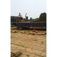 供應足球場草坪