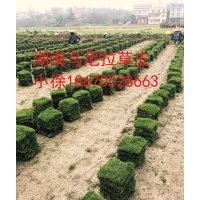 邵陽草皮價格|草坪|綠化苗木|供應信息圖片及行情