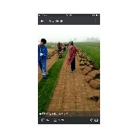 草坪基地早熟禾，高羊茅，四季青等冷季型草坪