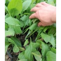 綠化草花毛地黃批發價格