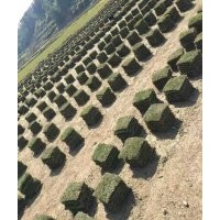 馬尼拉草皮，卷草