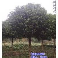 雅安桂花樹種植場,自貢桂花樹,駿達(dá)園藝(查看)