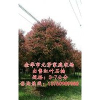 高桿紅葉石楠樹價格、高桿紅葉石楠、【元芳家庭農