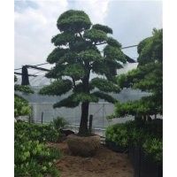 羅漢松,萬達苗圃,10公分羅漢松
