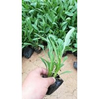 供應10-30公分金雞菊 山東地區