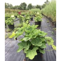 蜀葵、粉黛亂子草、迷迭香、馬櫻丹、牛筋草