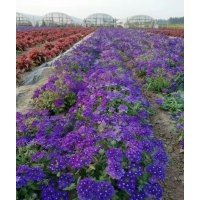 江西省南昌市冬季草花出售：三色堇石竹甜菜羽衣甘藍角瑾報春花賣