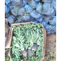 八寶景天，三七景天（費菜），德國景天，紅景天