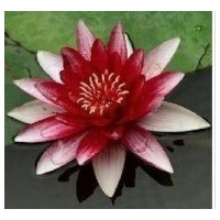 供應(yīng)睡蓮