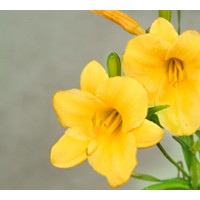 1000萬(wàn)芽金娃娃萱草等你來(lái)