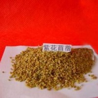 白榆種子大量供應品質保證質量....