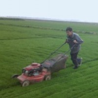 草坪退化怎么辦 退化草坪的更新修復方法