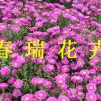 繡線菊，天人菊，假龍頭