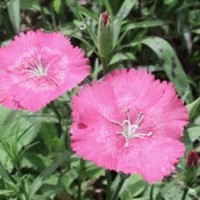 供應地被植物-常夏石竹，常夏石竹種子，常夏石竹苗，別稱：羽裂