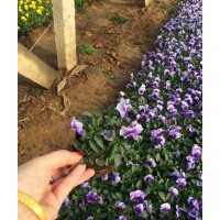 角瑾 山東草花批發基地 哪里有角瑾