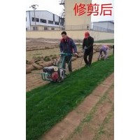 供應草坪