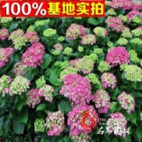 基地大量供應八仙花量大優惠