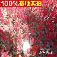 苗木產(chǎn)地直銷大星供應(yīng)花葉忍冬