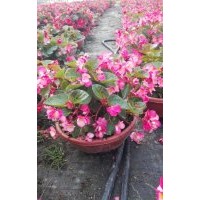 供應湖南進口比哥海棠花