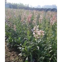宿根花卉批發|山東宿根花卉價格|青州宿根花卉基地
