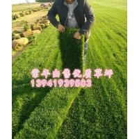 大連開發區別墅草坪