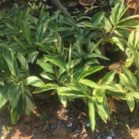 供應(yīng)大量袋裝花葉良姜，批發(fā)供應(yīng)花葉良姜基地