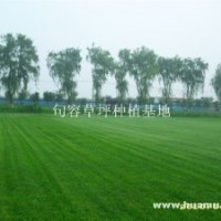 草坪供應天堂草坪，狗牙根草坪綠化草坪電15961543375