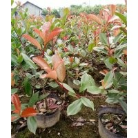 浦江紅葉石楠,福江苗木口碑好,紅葉石楠批發