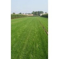 供應北方公園，足球草坪場 ，公路護坡，小區綠化等最佳的冷季節