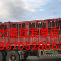 江西新余馬尼拉草坪=馬尼拉草坪求購=草坪批發