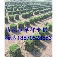 馬尼拉草坪馬尼拉草皮圖片供應批發價格