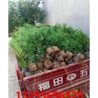 綠化側柏圖片 價格 基地