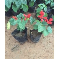 一串紅花期 一串紅照片 一串紅什么時候開花 一串紅供應 一串紅批