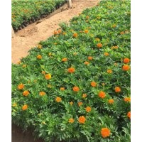 孔雀草品種大全 孔雀草花期 孔雀草供應 孔雀草價格 孔雀草顏色分