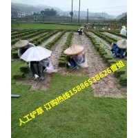【宜春草坪】現(xiàn)在上車價(jià)格多少？(圖)