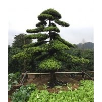 羅漢松怎么養,羅漢松,萬達苗圃(圖)