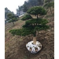 10公分羅漢松價格,羅漢松,萬達苗圃(查看)